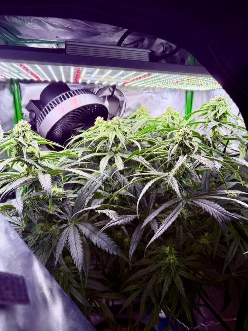 Marrakesh | Purple City Genetics. Week 5