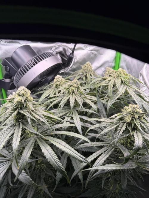 Marrakesh | Purple City Genetics. Week 7