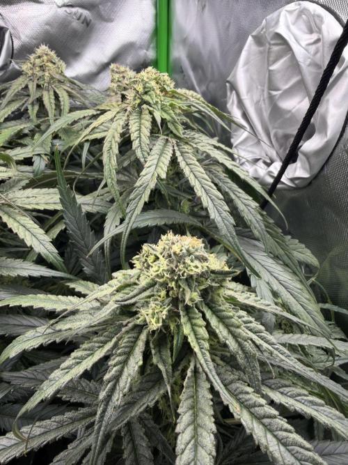 Marrakesh | Purple City Genetics. Week 7