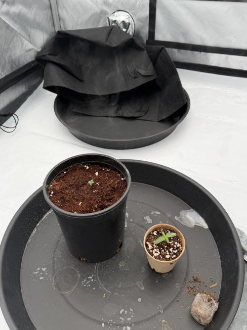 Blue Slushie F2 | Cherry Grenada. Week 1