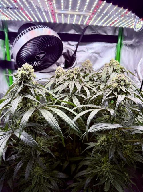 Marrakesh | Purple City Genetics. Week 7