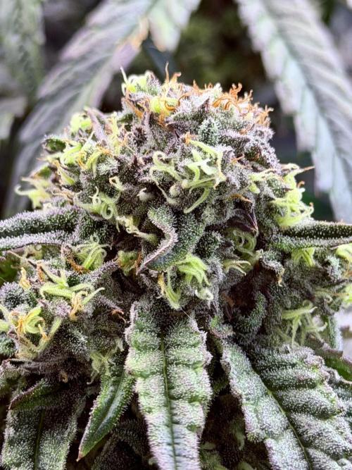 Marrakesh | Purple City Genetics. Week 7