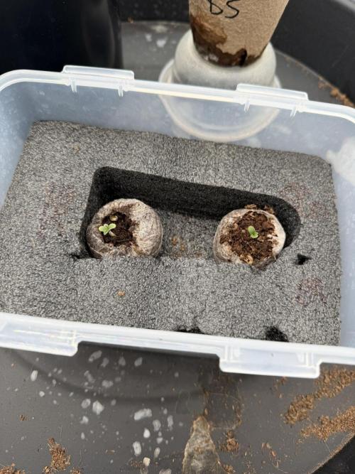 Blue Slushie F2 | Cherry Grenada. Week 1
