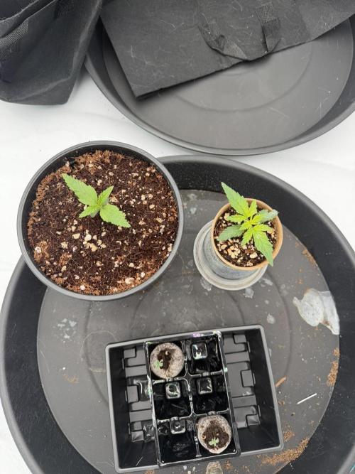 Blue Slushie F2 | Cherry Grenada. Week 1