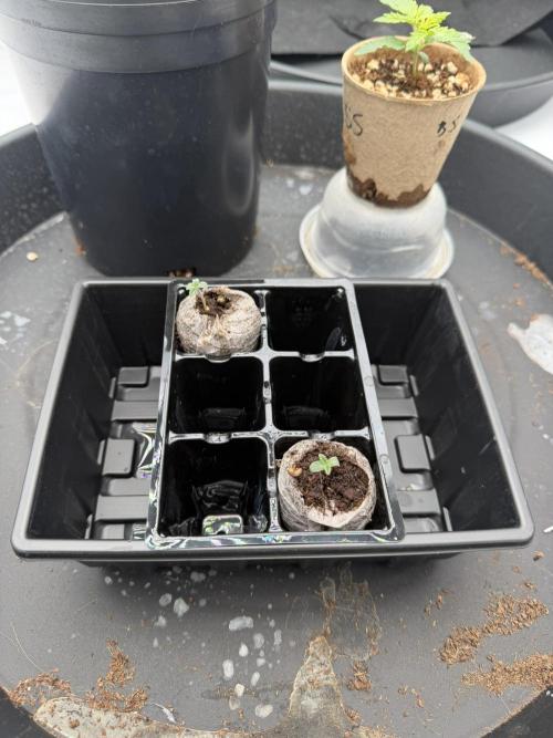 Blue Slushie F2 | Cherry Grenada. Week 1