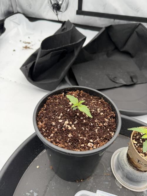 Blue Slushie F2 | Cherry Grenada. Week 1