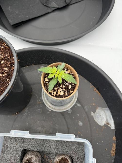 Blue Slushie F2 | Cherry Grenada. Week 1