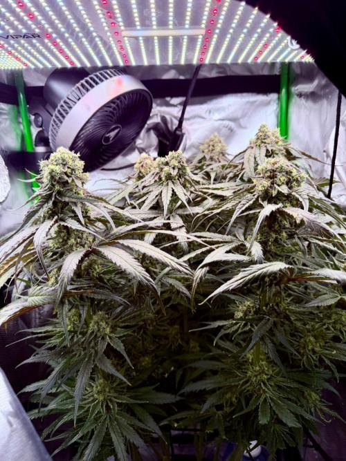 Marrakesh | Purple City Genetics. Week 8