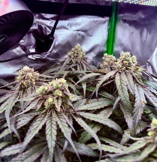 Marrakesh | Purple City Genetics. Week 8