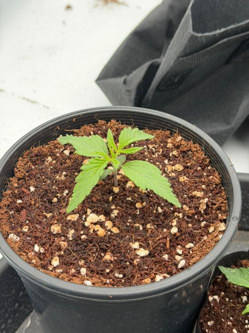 Blue Slushie F2 | Cherry Grenada. Week 2