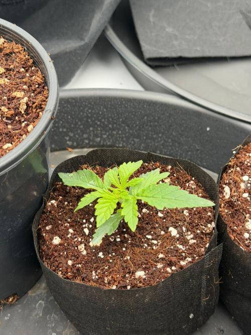 Blue Slushie F2 | Cherry Grenada. Week 2