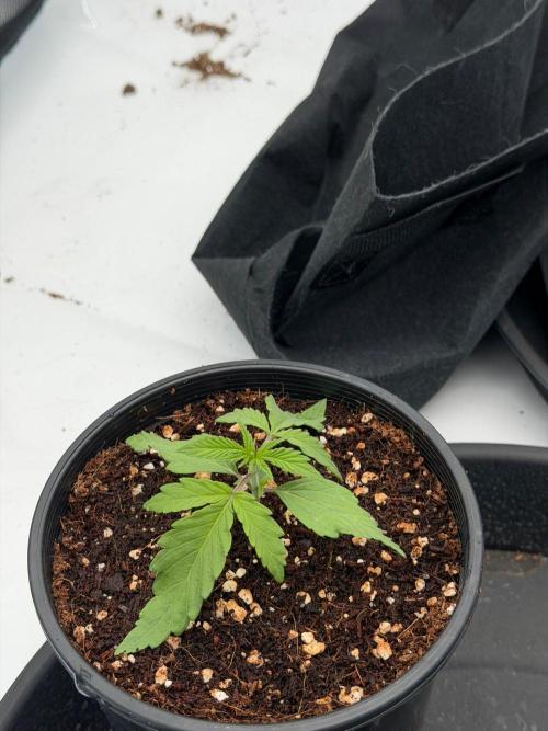 Blue Slushie F2 | Cherry Grenada. Week 2