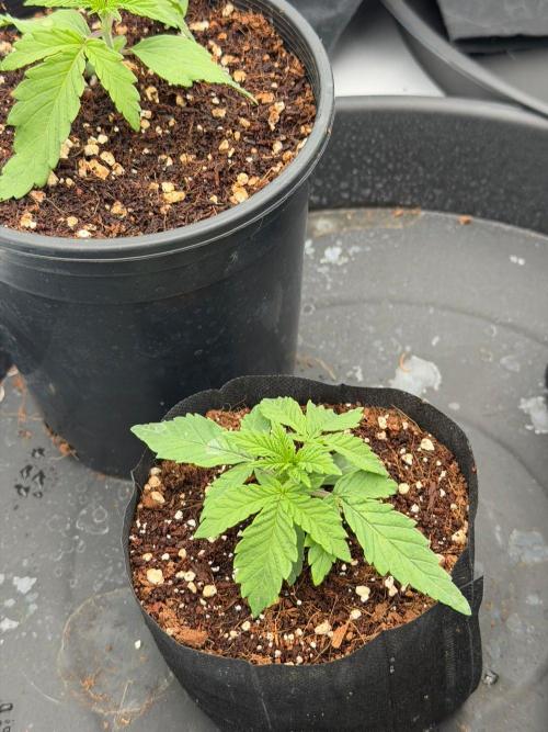 Blue Slushie F2 | Cherry Grenada. Week 2