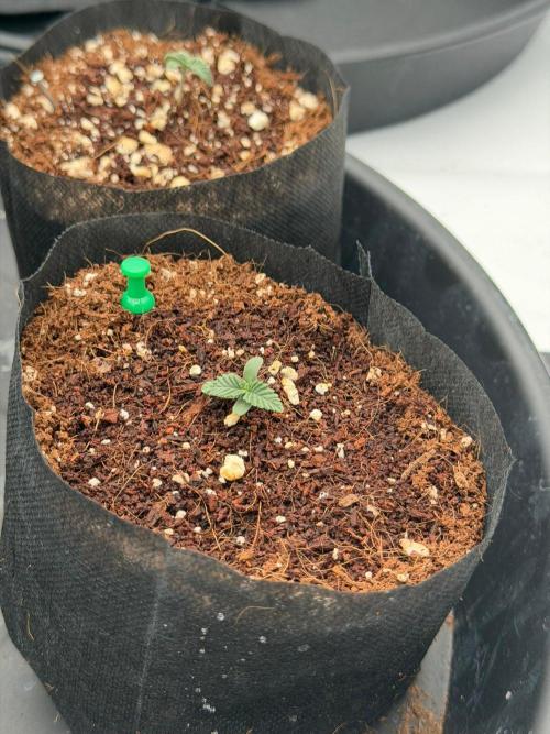 Blue Slushie F2 | Cherry Grenada. Week 2