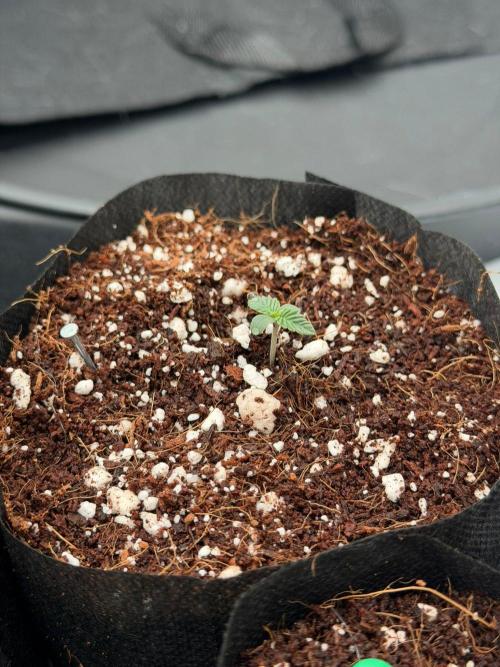 Stuffed Blue Cherry | Raw Genetics. Week 1