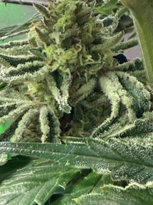Marrakesh | Purple City Genetics. Week 8 - frosted tacos