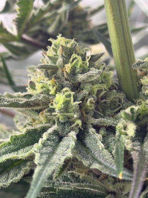 Marrakesh | Purple City Genetics. Week 8