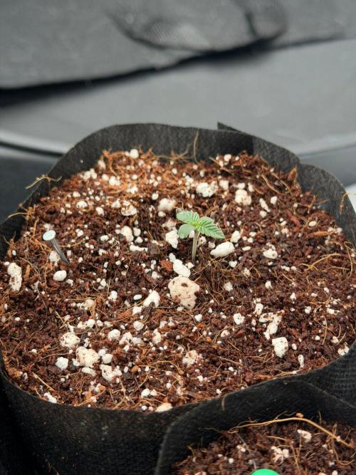 Stuffed Blue Cherry. Week 1