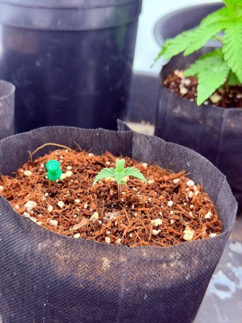 Blue Slushie F2 | Cherry Grenada. Week 2