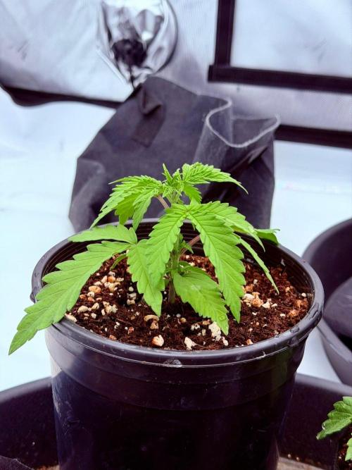Blue Slushie F2 | Cherry Grenada. Week 2