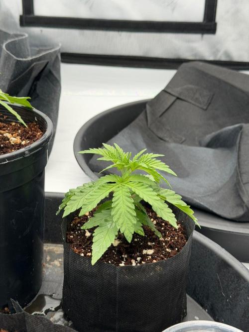 Blue Slushie F2 | Cherry Grenada. Week 2