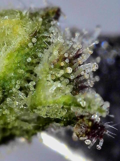 Marrakesh | Purple City Genetics. Week 9
