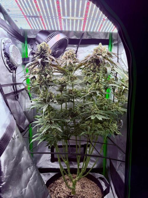 Marrakesh | Purple City Genetics. Week 9
