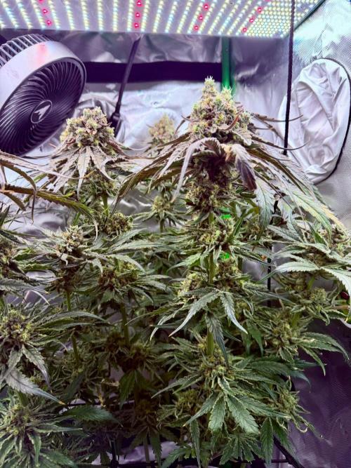 Marrakesh | Purple City Genetics. Week 9