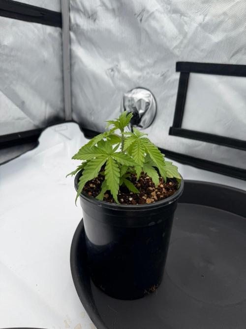 Blue Slushie F2 | Cherry Grenada. Week 3
