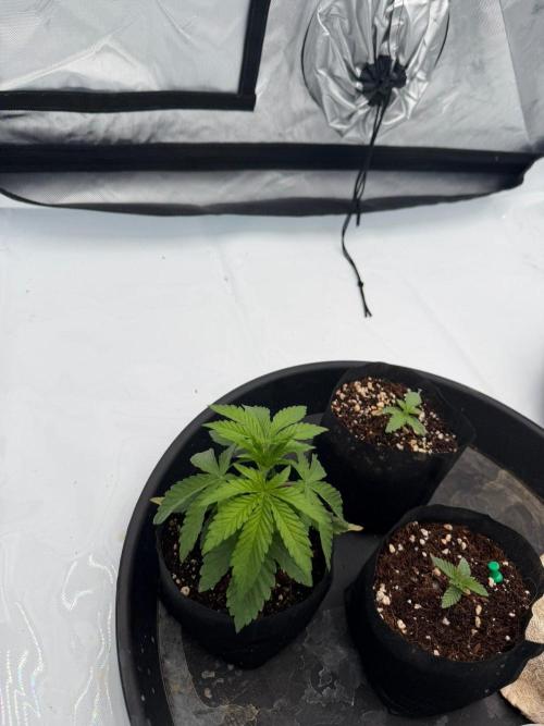 Blue Slushie F2 | Cherry Grenada. Week 3