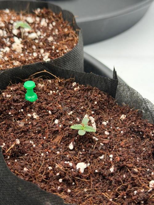 Stuffed Blue Cherry | Raw Genetics. Week 1