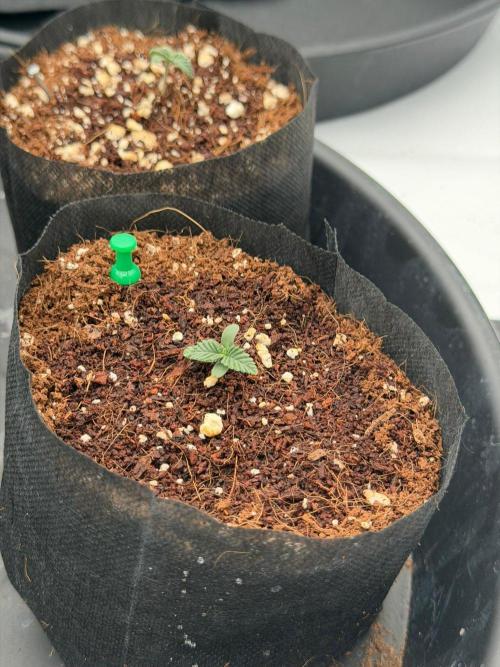 Stuffed Blue Cherry | Raw Genetics. Week 1