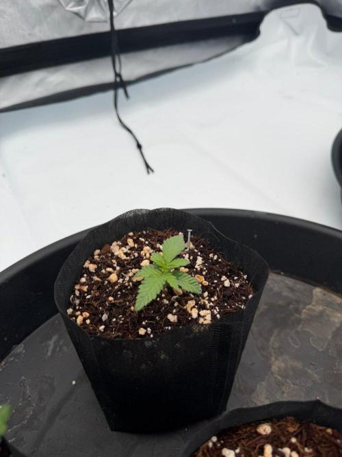Stuffed Blue Cherry | Raw Genetics. Week 2