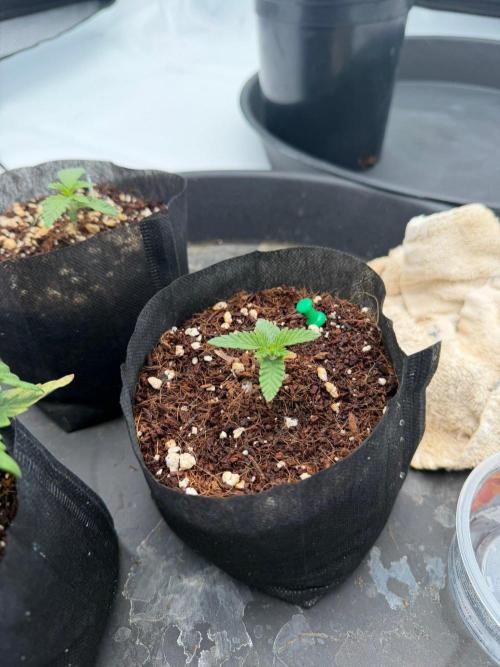Stuffed Blue Cherry | Raw Genetics. Week 2