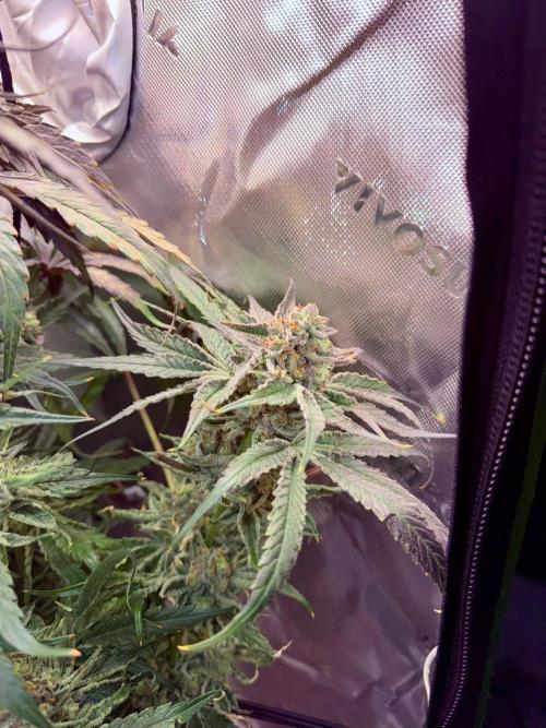 Marrakesh | Purple City Genetics. Week 9 - Beautiful!