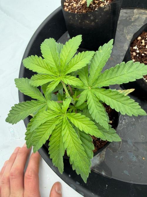 Blue Slushie F2 | Cherry Grenada. Week 3