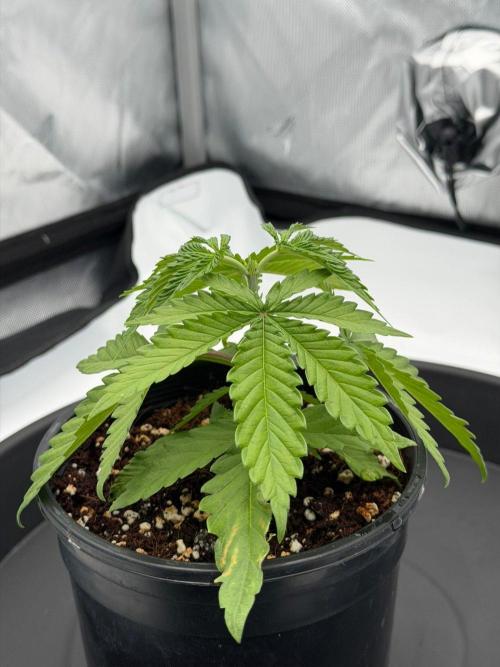 Blue Slushie F2 | Cherry Grenada. Week 3