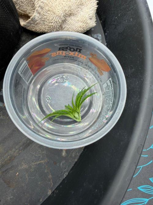 Blue Slushie F2 | Cherry Grenada. Week 3