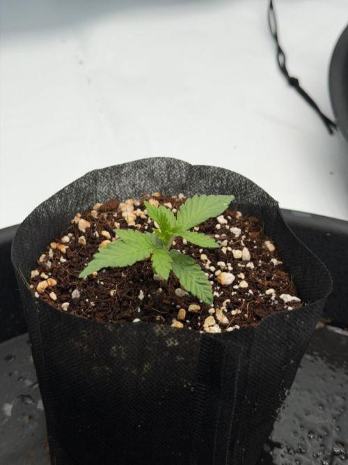 Stuffed Blue Cherry | Raw Genetics. Week 2