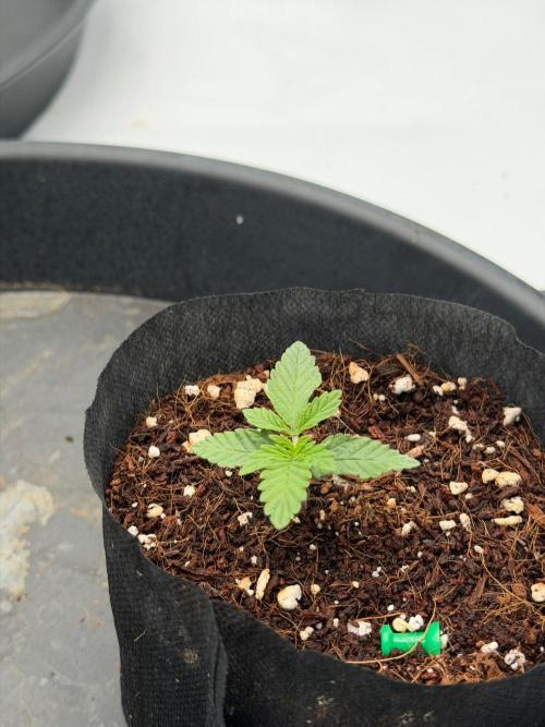 Stuffed Blue Cherry | Raw Genetics. Week 2
