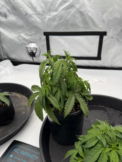 Blue Slushie F2 | Cherry Grenada. Week 4 - Cherry Grenada
