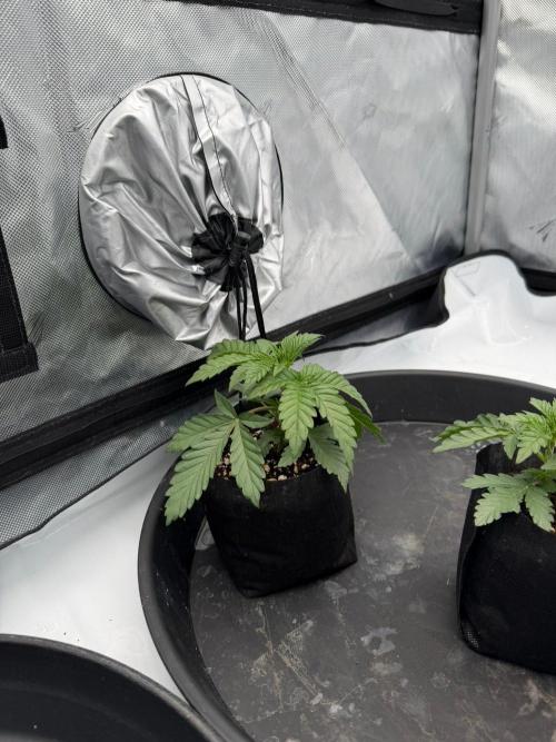 Stuffed Blue Cherry | Raw Genetics. Week 3 - Stuffed Blue Cherry
