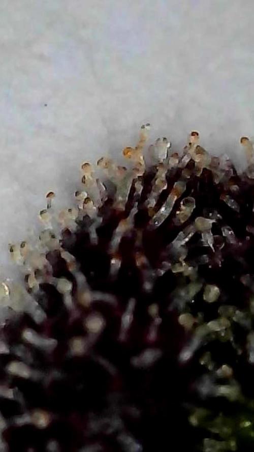 Marrakesh | Purple City Genetics. Week 10