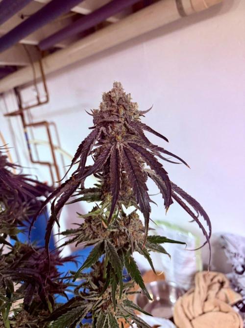 Marrakesh | Purple City Genetics. Week 10