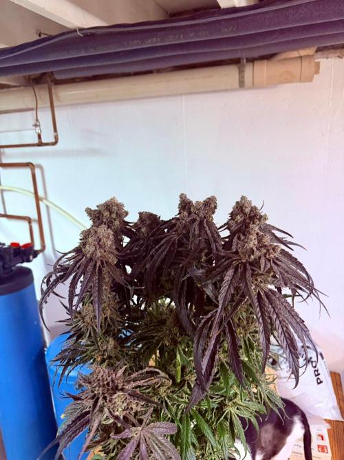 Marrakesh | Purple City Genetics. Week 10