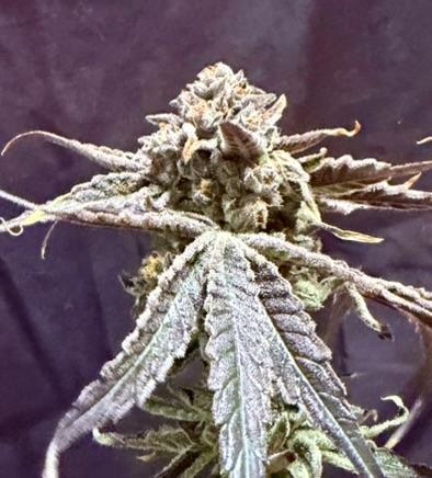 Marrakesh | Purple City Genetics. Week 10 - My attempt at a backdrop lol