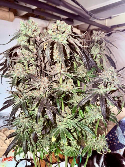 Marrakesh | Purple City Genetics. Week 10