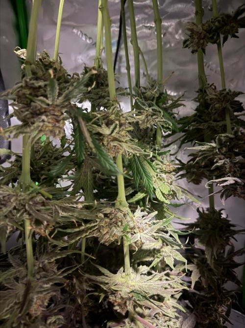 Marrakesh | Purple City Genetics. Week 10