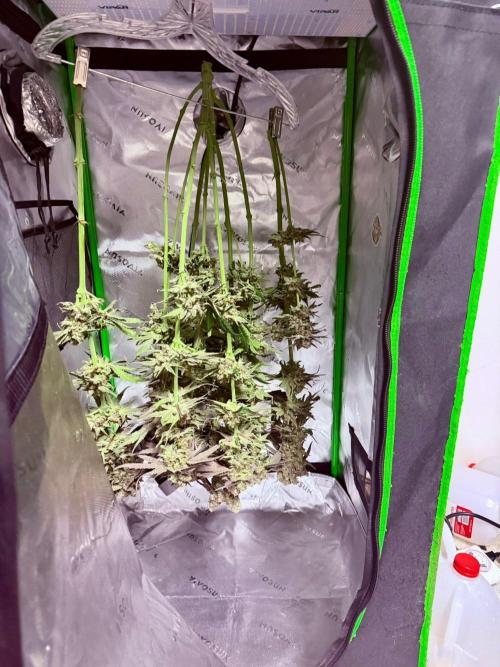 Marrakesh | Purple City Genetics. Week 10