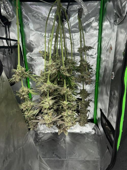 Marrakesh | Purple City Genetics. Week 10